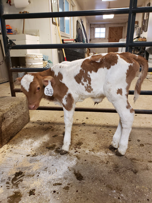 Farm Update - JoJo + Delivery Survey, Movie Screening and Spring Chicken Sale