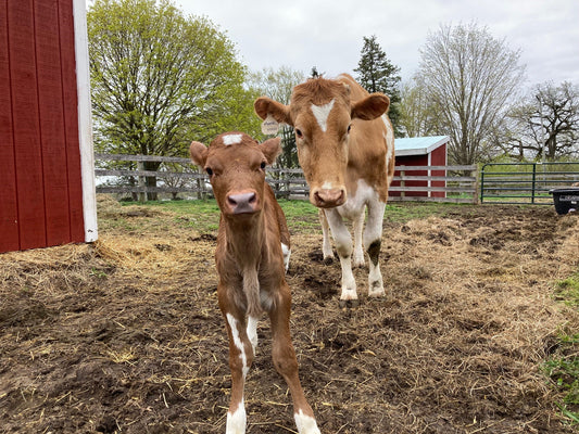 Curious Guernsey Calf Minnie with her mom Moose
