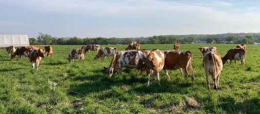 Spring Farm Update - Grazing Begins, New Website Launched, Help for Farmers Rising