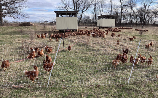 Hens are OUT. Chicks are In. We Got Milk. Looking for Farm Apprentice.