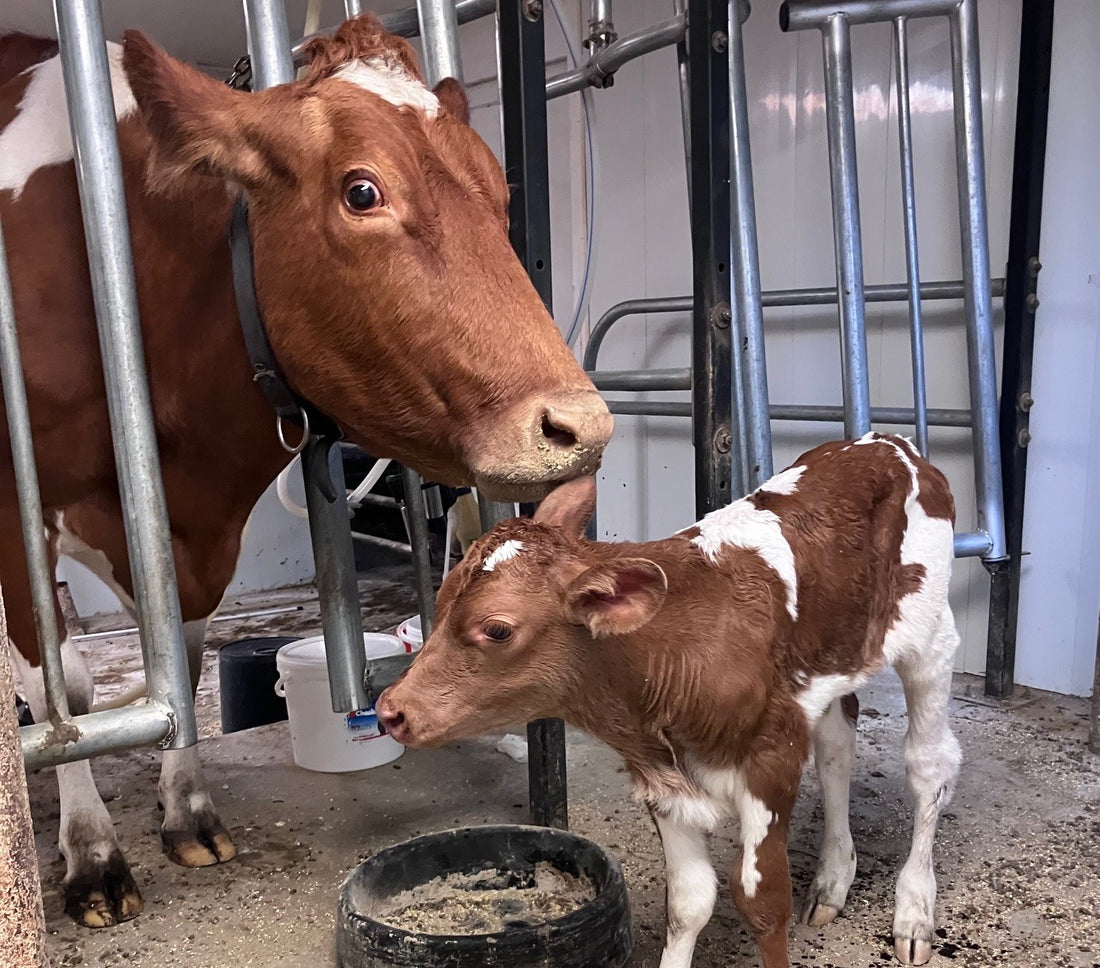 Heifer Calf Names + Turkey Update