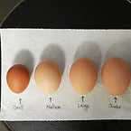 Pasture raised egg sizes: small, medium, large and jumbo
