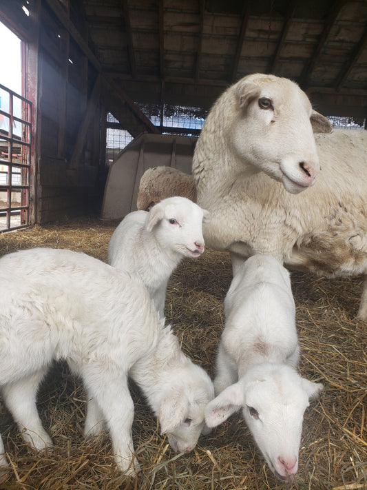 Three little lamb with momma