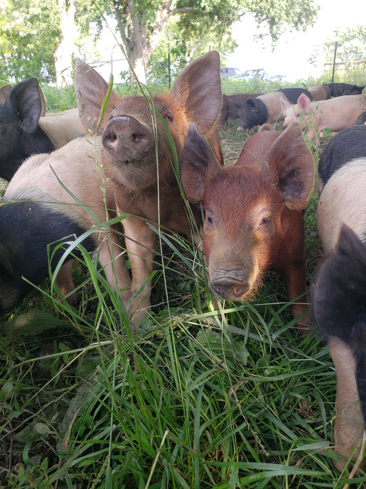 Farm Update + Why Grass Fed + New Piggies & Grilled Flank Steak Recipe