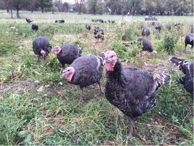 Pasture-Raised Fresh Thanksgiving Turkeys