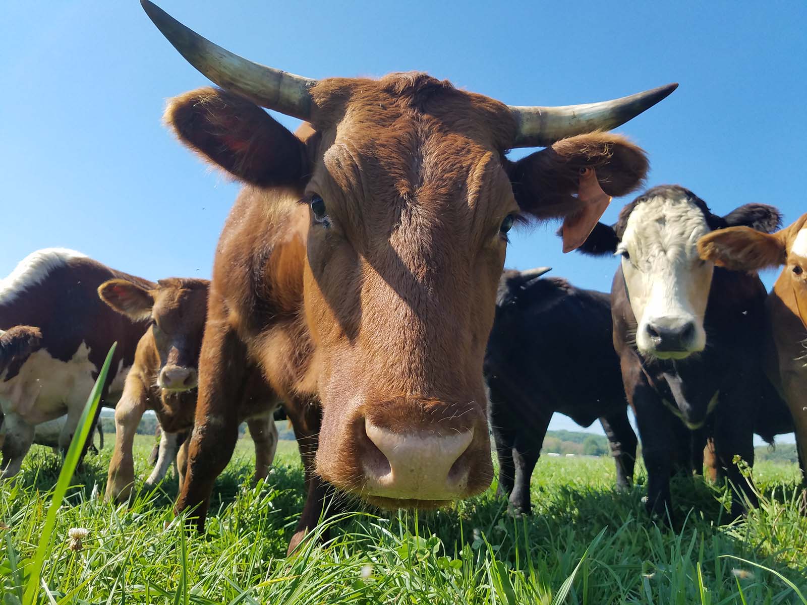 Thumbnail of Grass-fed Beef & Raw Milk, Pasture-Raised Poultry, Eggs, & Pork
