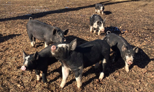 Spring in the Air, New Piggies, Meet the Maker Events, Pork Restock