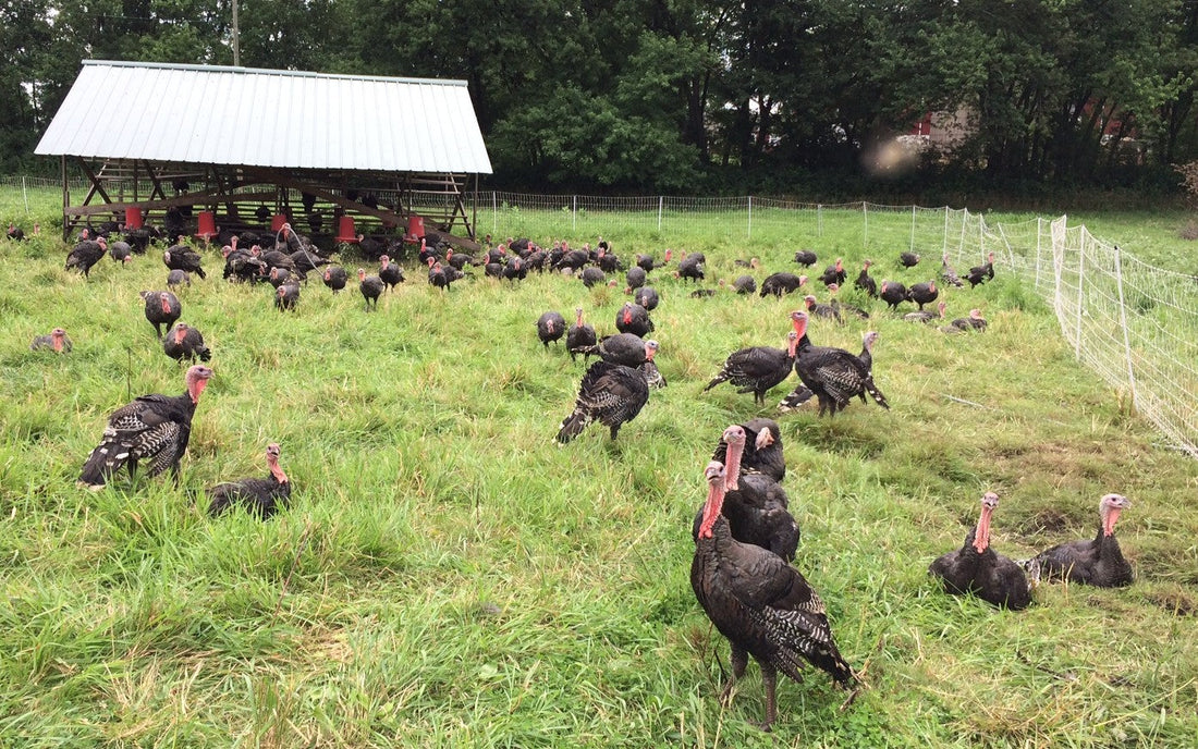 What's the Weather? Turkey and Brats. Alfalfa Fest. Pasture Walk.