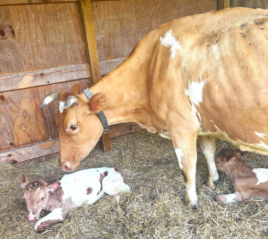 Twins! Fresh Chicken. WI Farm Help. Meet Amy.