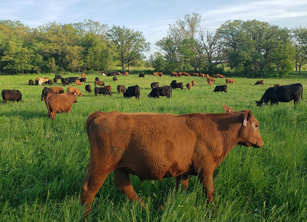 Grass-fed Beef & Raw Milk, Pasture-Raised Poultry, Eggs, & Pork – All ...