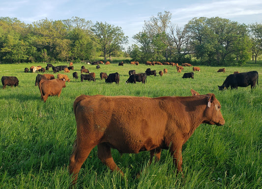 Egg Bundles are Back. Fresh Blueberries. Tribune Article on Beef Prices.
