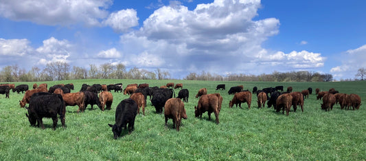 Grazing Season is Here, Farm Tours Start Tomorrow, Meet Bushel & Pecks