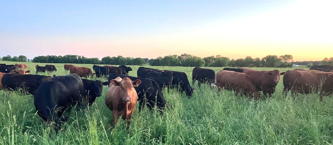 Pasture Walk. Fresh No Corn/No Soy Chickens. Job Opening.