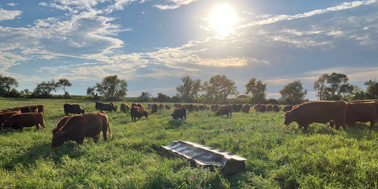 Friday Farm Update - Fresh Chicken + Immune Boosters and Free Choice Minerals