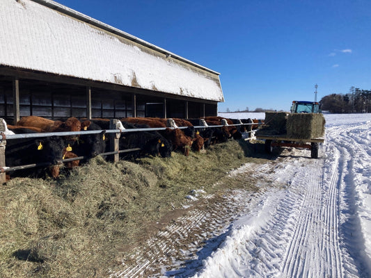 Beef Restock, Mucho Eggs, High Beef Prices Explained