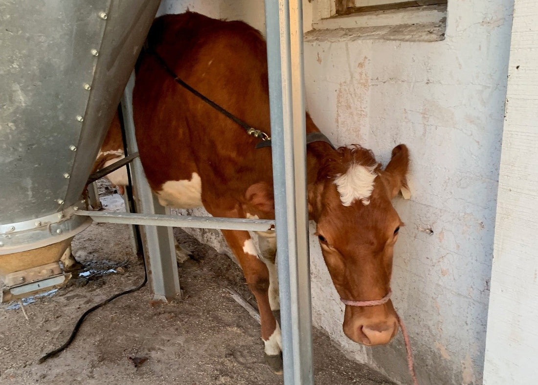 Dumb Cows, Egg Update, Meet Karolina