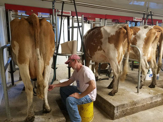 Guernsey cows in the milking parlor