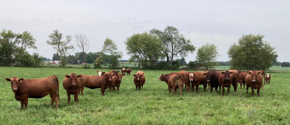 Beef Herdshares. Fresh Chickens. Big Fat Sale.