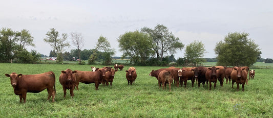 Beef Herdshares. Fresh Chickens. Big Fat Sale.