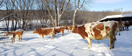 Porkapalooza, Lots of Milk, Stewing Hens