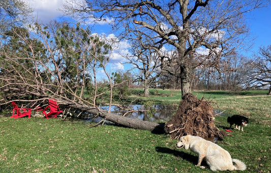Crazy Weather Week. Lots of Milk. Chicken Wings. Molly is Back.