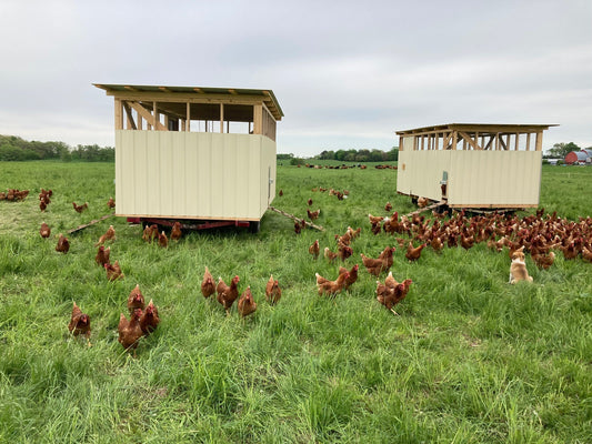 Saturday Farm Update - Fresh Chickens, Egg Update & Dairy Manager Position