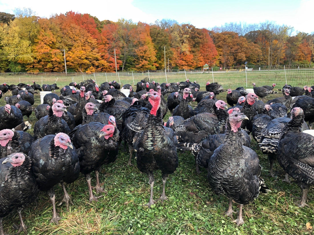 Turkey Pickups Start Next Week, Grass Fed Beef Restock, Michigan Apples