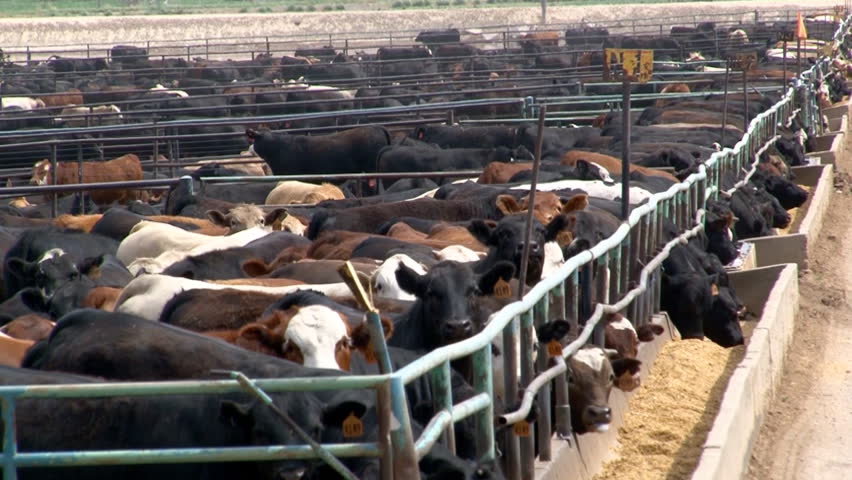 Lactating Steers? Beef Herdshares. Fresh Chicken & Ground Sale