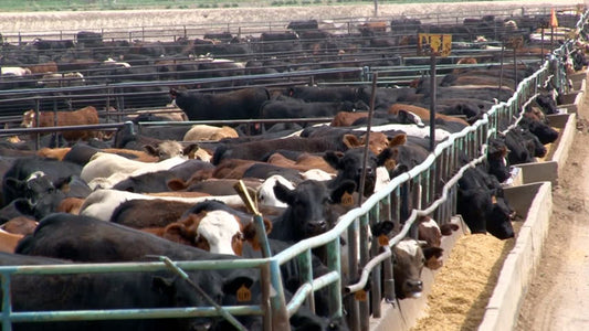 Lactating Steers? Beef Herdshares. Fresh Chicken & Ground Sale