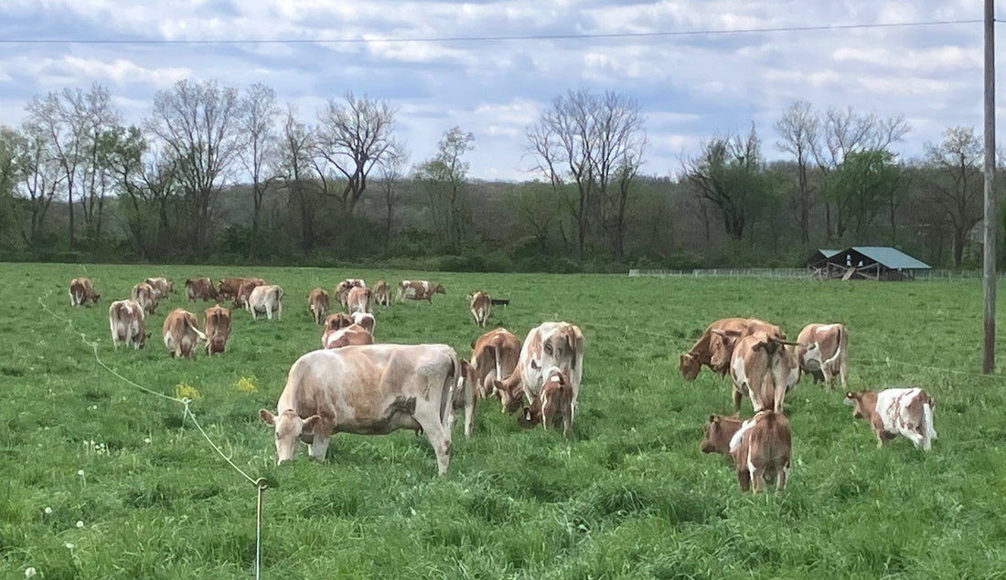 Good Grazing. Call for Volunteers. Fish + Molcajete Sauces