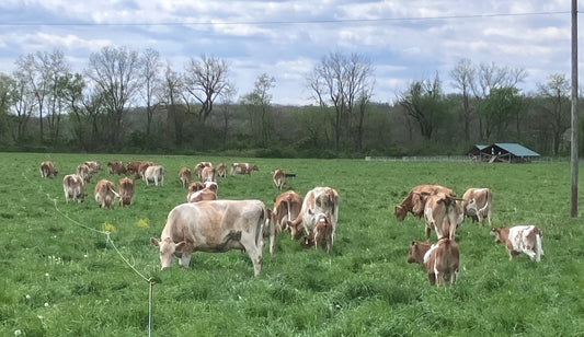 Good Grazing. Call for Volunteers. Fish + Molcajete Sauces