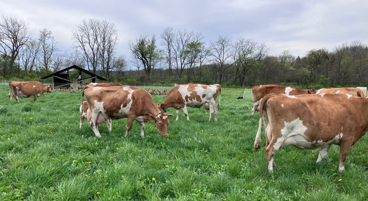 Grazing Begins. More Eggs. Farm Camp. Ground Beef Sale + Barnyard Blues