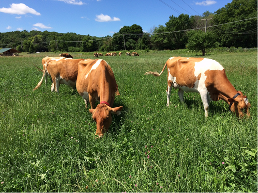 Friday Farm Update - Last week for Fresh Blueberries + Farm Store Job Opening