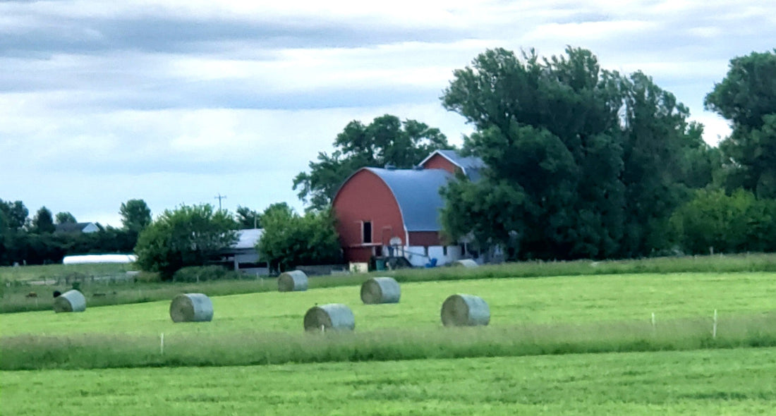 Haymaking. Pasture Walk Friday. Fresh Chicken. Father's Day Grilling Sale. Meet Olga.