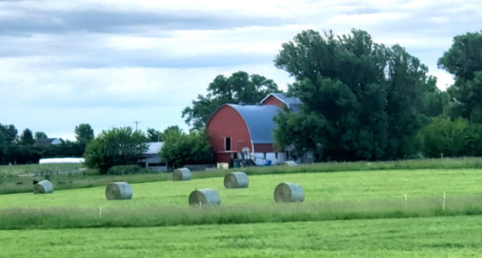 Haymaking. Pasture Walk Friday. Fresh Chicken. Father's Day Grilling Sale. Meet Olga.