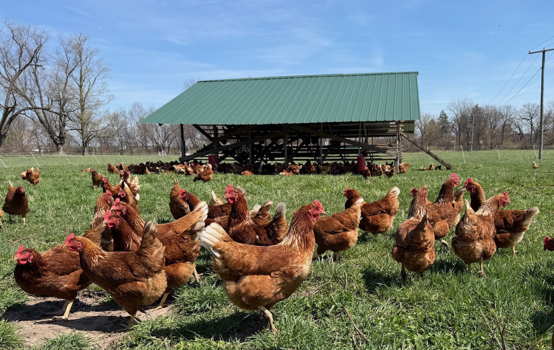 Chickens are Out, Raw Milk Fans List, Meet Willie the Beekeeper
