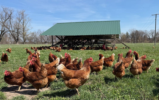 Chickens are Out, Raw Milk Fans List, Meet Willie the Beekeeper