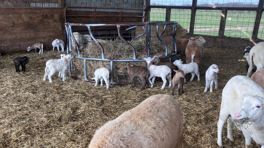 Early Lambs, Beef Restock, Turkey Orders Open, Janie's Mill Flours