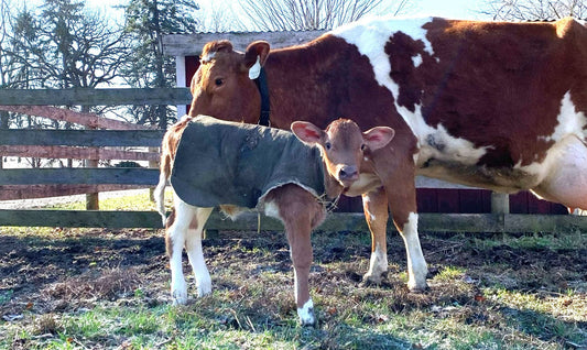 First Spring Calf, Egg Yolk Color, Beef Restock