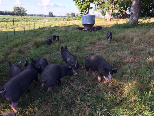 Custom Pork Orders Now Open. Fall Veggies. Pasture Walk.