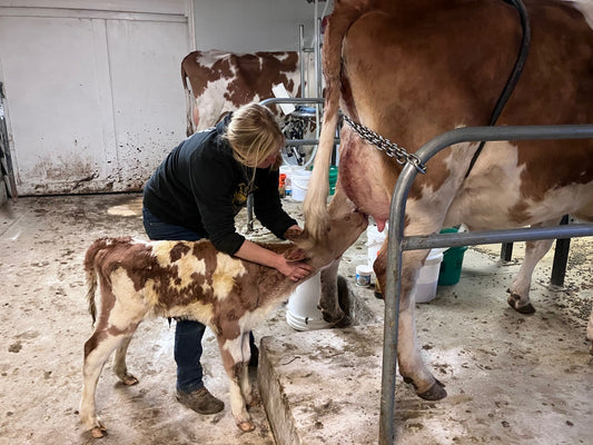 Happy Holidays, Christmas Calf, Lots of Milk