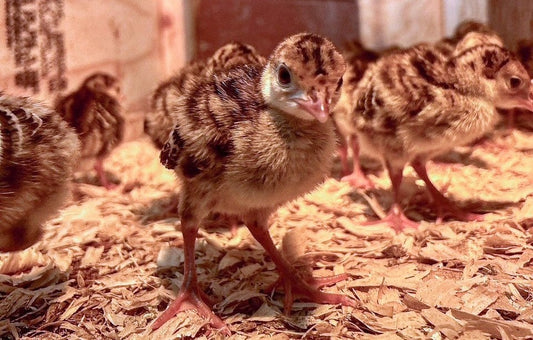 Turkey Poults. Steak Burgers. Lotsa Milk + Local Produce