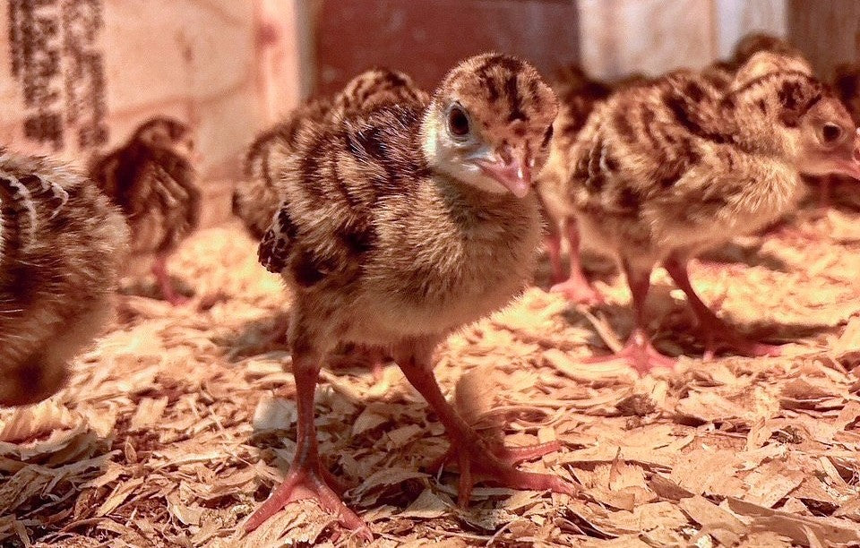 Turkey Poults. Steak Burgers. Lotsa Milk + Local Produce