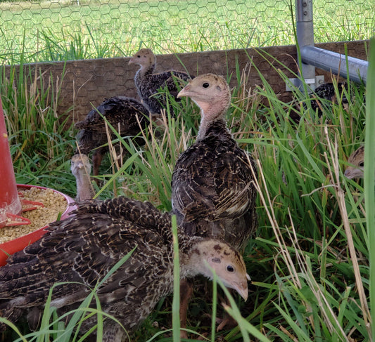 Friday Farm Update - Turkeys Going Fast - Lamb and Bison Back