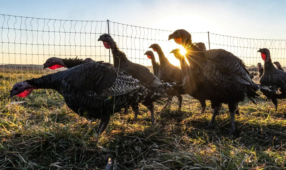 Newsworthy Turkeys, Raw Milk Surplus, Egg Shortage, Holiday Goodies