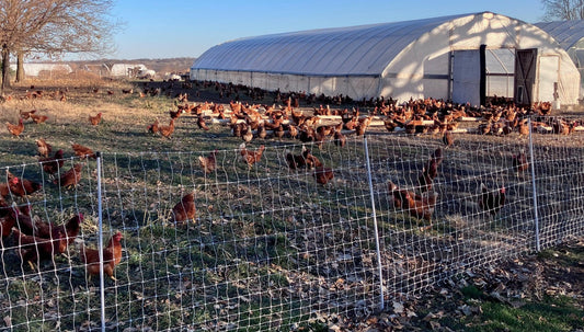 It's Cold! Last of the Pigs, Bushel & Pecks