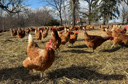 More Heifers, We are Hiring, Meet Anna Saturday