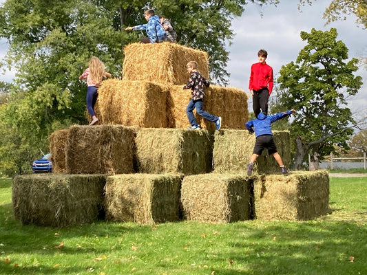 Fall Fest + Farm Olympics, Thanksgiving Turkey Update, No Corn/No Soy Chickens