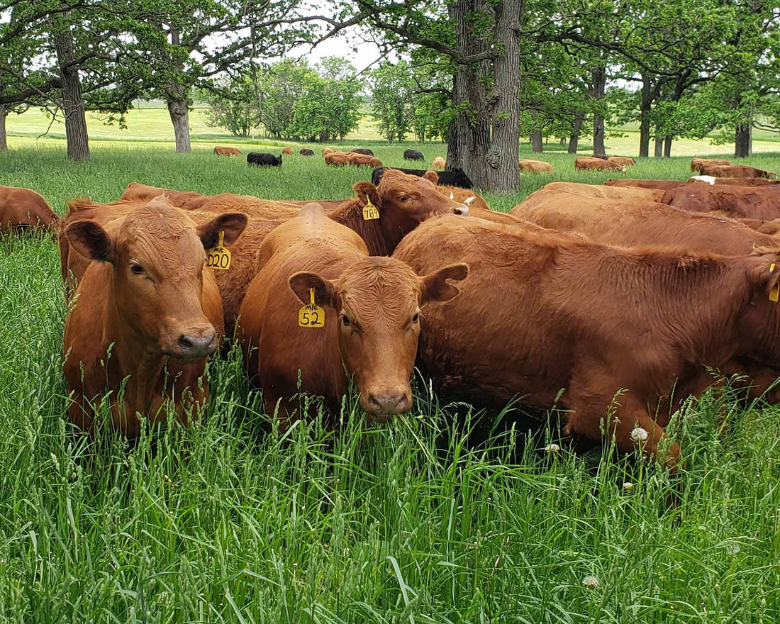 Beef Cows grazing tall spring pastures in the trees