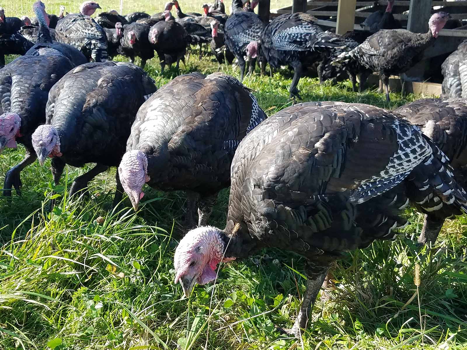 Turkey Talk: Raising on Pasture, Fresh vs. Frozen, Thawing/Cooking Tip ...